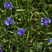 Bleuet vrai - Centaurea cyanus- Cyanus segetum
