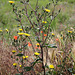 Picris hieracifolium