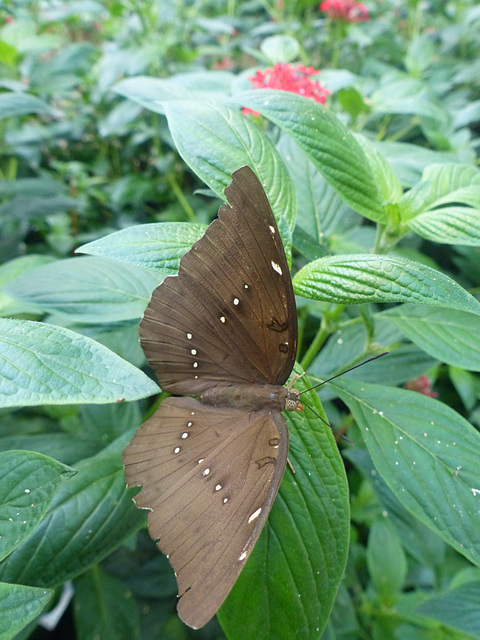Butterfly at NHM (2) - 2 August 2014