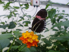 Butterfly at NHM (4) - 2 August 2014