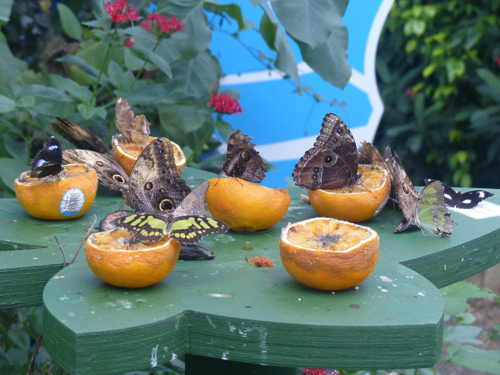 Butterflies Feeding at NHM (2) - 2 August 2014
