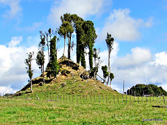 Tree Covered Mound