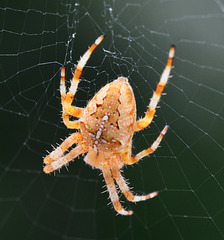 Orb Web Spider, Araneus diadematus
