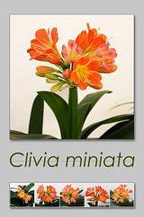 Clivia miniata - East Blatchington - 3.7.2014