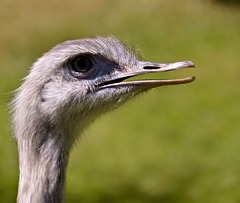 Ostrich  portrait - 2