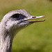 Ostrich  portrait - 2