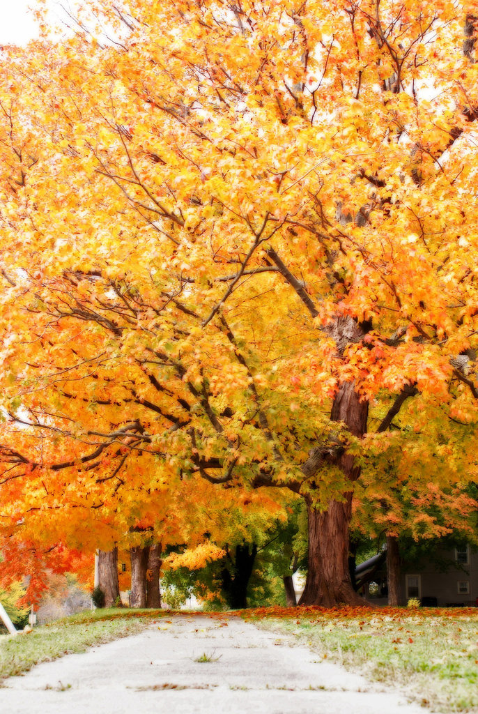 Fall Tree 2012