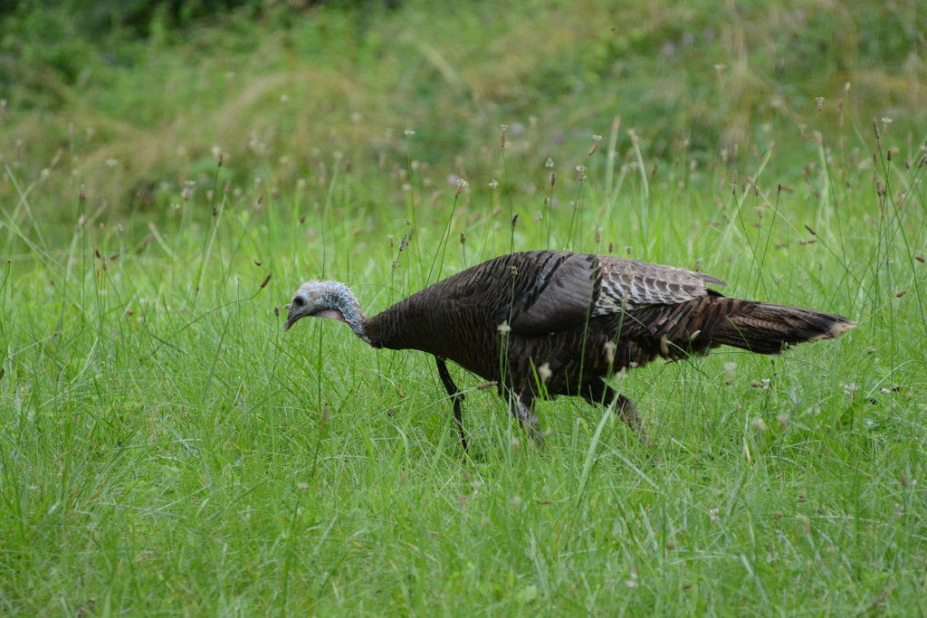 We call them "gobblers" because we eat them, often quickly.