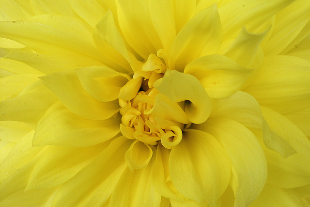 Dahlia Dahlia