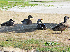 Duck gathering