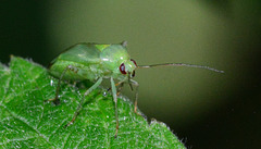 Common Green Capsid. Lygus pabulinus