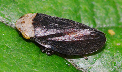 Spittle Bug.Aphrophoridae