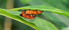 Soldier Beetles Mating!