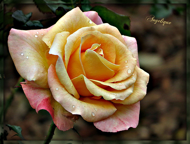 Une Rose pour vous mes ami(e)s et bon Mardi ..