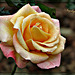 Une Rose pour vous mes ami(e)s et bon Mardi ..