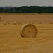 Harvest time near Cranborne, Dorset