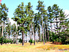 Pines In Camping Area