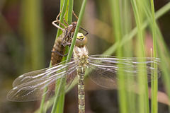 Southern Hawker 6