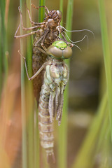 Southern Hawker 7