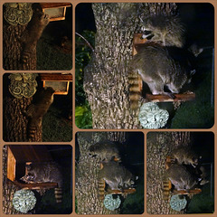 Mama Raccoon and 3 babies Collage