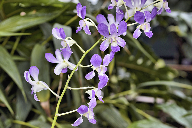 Purple Orchids All in a Row – Botanical Garden, Montréal, Québec