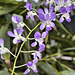 Purple Orchids All in a Row – Botanical Garden, Montréal, Québec
