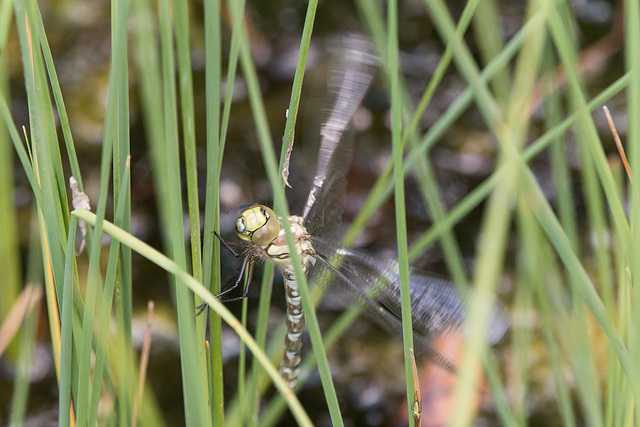 Southern Hawker 10