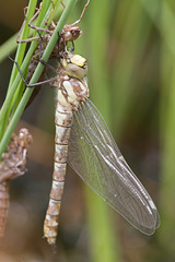 Southern Hawker 11
