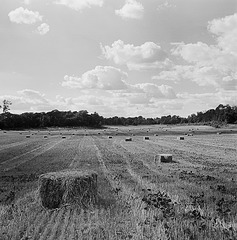 Hertfordshire landscape