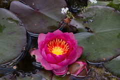 Water Lily 'James Brydon'