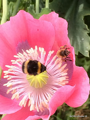 Wasp and a bee sharing poppy nectar