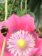Wasp and a bee sharing poppy nectar