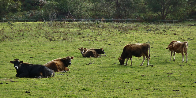 happy cows