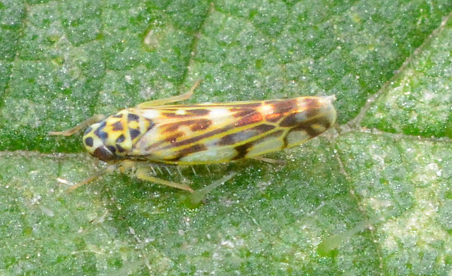 Leafhopper. family Cicadellidae
