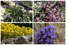 Blüten an Fels, Mauer und Stein...  ©UdoSm