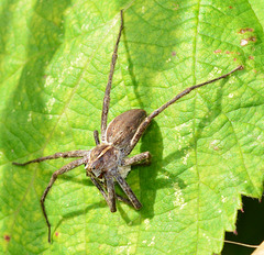 Nursery Web Spider. Pisaura mirabilis