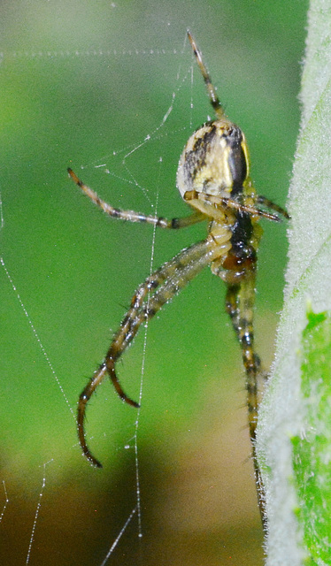 Long- Jawed Orb Web Spider. Tetragnathidae