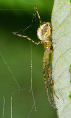 Long- Jawed Orb Web Spider. Tetragnathidae