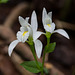 Triphora trianthophora (Three-birds orchid) forma albiflora