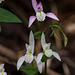 Triphora trianthophora (Three-birds orchid) forma albifloraa