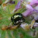Little clover beetles need love, too