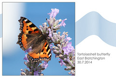 Tortoiseshell butterfly - East Blatchington - 30.7.2014
