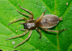 Lace Web Spider. Amaurobius fenestralis