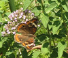 .. butterfly on Viburnum