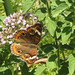 .. butterfly on Viburnum