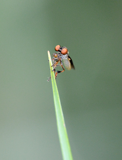 Robber fly's supper