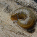 A bog-standard slug