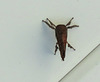 .. an Ugli bug
