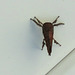 .. an Ugli bug