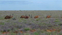 Emu group